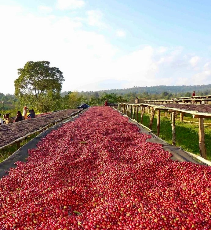 Ethiopia Sidama Bombe Natural GR1