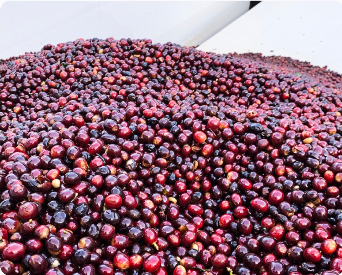 Ashtok Patre - Ratnagiri, India - Anaerobic Honey Processed Catuai
